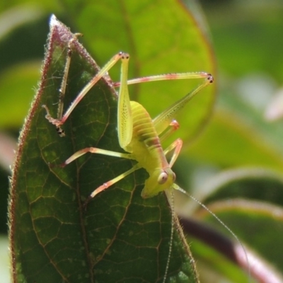 Caedicia simplex (Common Garden Katydid) at Conder, ACT - 5 Mar 2015 by MichaelBedingfield