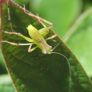 Caedicia simplex at Conder, ACT - 5 Mar 2015