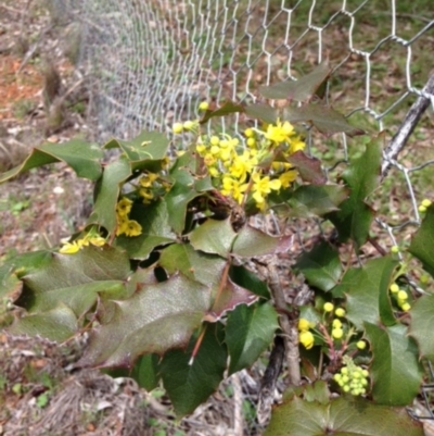 Berberis aquifolium (Oregon Grape) at Red Hill Nature Reserve - 20 Sep 2016 by Ratcliffe