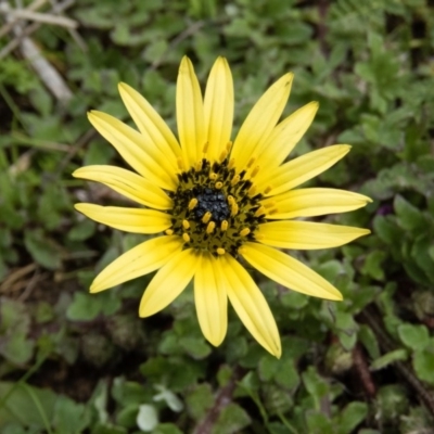 Arctotheca calendula (Capeweed, Cape Dandelion) at Mulligans Flat - 20 Sep 2016 by CedricBear