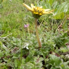 Arctotheca calendula at Sutton, NSW - 20 Sep 2016