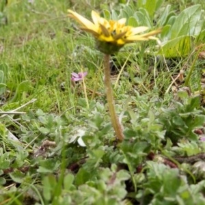 Arctotheca calendula at Sutton, NSW - 20 Sep 2016