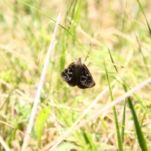 Synemon plana at Griffith, ACT - 30 Dec 2010