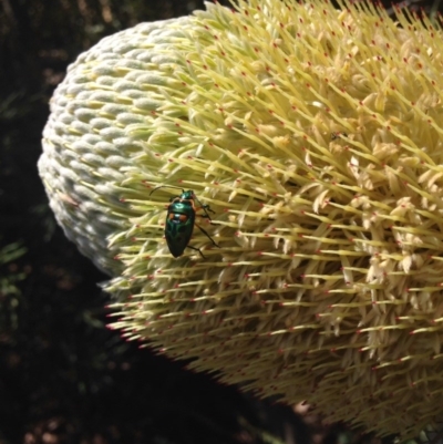 Scutiphora pedicellata (Metallic Jewel Bug) at ANBG - 27 Dec 2015 by Ratcliffe