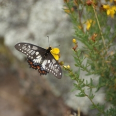 Papilio anactus (Dainty Swallowtail) at Garran, ACT - 20 Jan 2016 by Ratcliffe