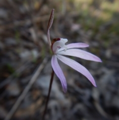 Caladenia fuscata (Dusky Fingers) at Mount Painter - 19 Sep 2016 by CathB