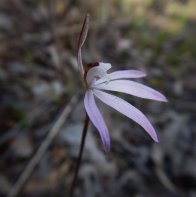 Caladenia fuscata (Dusky Fingers) at Cook, ACT - 19 Sep 2016 by CathB
