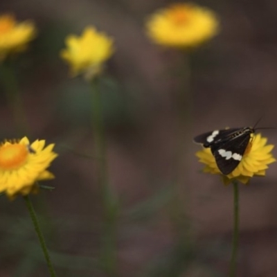 Nyctemera amicus (Senecio Moth, Magpie Moth, Cineraria Moth) at Yarralumla, ACT - 21 Feb 2011 by Ratcliffe