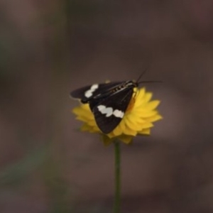 Nyctemera amicus at Yarralumla, ACT - 21 Feb 2011