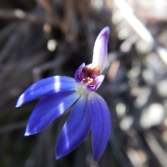 Cyanicula caerulea (Blue Fingers, Blue Fairies) at Cook, ACT - 19 Sep 2016 by CathB