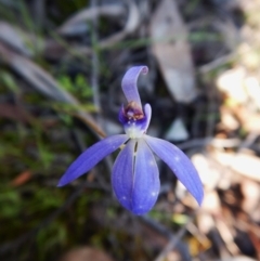 Cyanicula caerulea (Blue Fingers, Blue Fairies) at Cook, ACT - 19 Sep 2016 by CathB