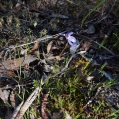 Cyanicula caerulea at Cook, ACT - suppressed