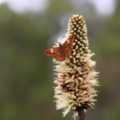 Netrocoryne repanda (Bronze Flat) at ANBG - 10 Jan 2011 by Ratcliffe