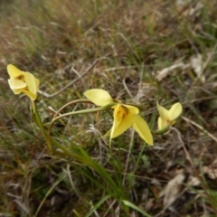 Diuris chryseopsis (Golden Moth) at Mount Painter - 20 Sep 2016 by CathB