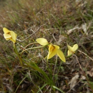 Diuris chryseopsis at Cook, ACT - suppressed