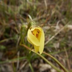 Diuris chryseopsis at Cook, ACT - suppressed