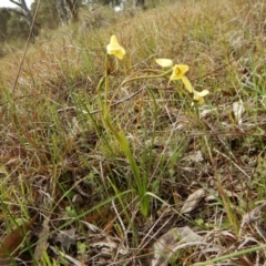 Diuris chryseopsis at Cook, ACT - suppressed