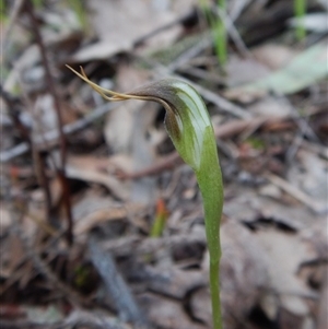 Pterostylis pedunculata at Point 4081 - suppressed