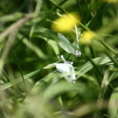 Pieris rapae (Cabbage White) at Yarralumla, ACT - 29 Dec 2010 by Ratcliffe