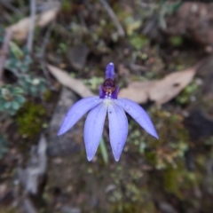 Cyanicula caerulea (Blue Fingers, Blue Fairies) at Aranda, ACT - 20 Sep 2016 by CathB