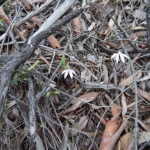 Caladenia fuscata at Aranda, ACT - 20 Sep 2016