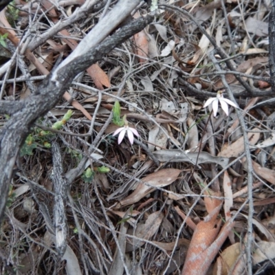 Caladenia fuscata (Dusky Fingers) at Aranda Bushland - 20 Sep 2016 by CathB