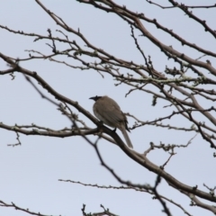 Philemon corniculatus (Noisy Friarbird) at Hackett, ACT - 20 Sep 2016 by petersan