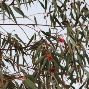 Caligavis chrysops at Hackett, ACT - 20 Sep 2016 03:01 PM