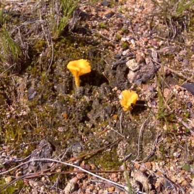 Lichenomphalia chromacea (Yellow Navel) at Isaacs Ridge and Nearby - 19 Sep 2016 by Mike