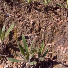 Plantago varia (Native Plaintain) at Isaacs Ridge and Nearby - 19 Sep 2016 by Mike