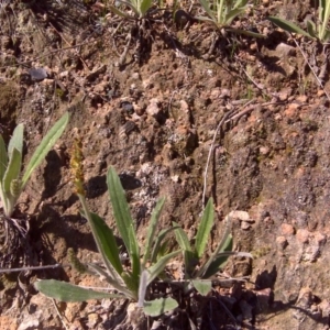 Plantago varia at Isaacs, ACT - 19 Sep 2016