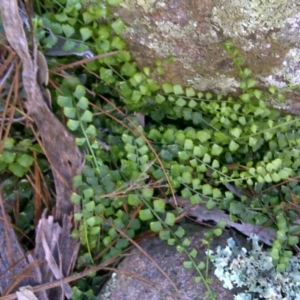 Asplenium flabellifolium at Isaacs, ACT - 19 Sep 2016