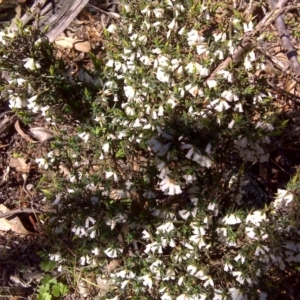 Leucopogon fletcheri subsp. brevisepalus at Isaacs Ridge - 19 Sep 2016