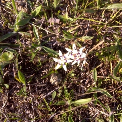 Wurmbea dioica subsp. dioica (Early Nancy) at Isaacs Ridge and Nearby - 19 Sep 2016 by Mike