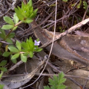 Sherardia arvensis at Isaacs Ridge - 20 Sep 2016