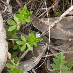 Sherardia arvensis at Isaacs Ridge - 20 Sep 2016