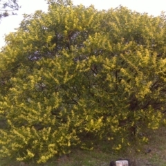 Acacia longifolia subsp. longifolia (sallow or Sydney golden wattle) at Jerrabomberra, ACT - 20 Sep 2016 by Mike