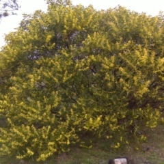Acacia longifolia subsp. longifolia (Sydney Golden Wattle) at Jerrabomberra, ACT - 20 Sep 2016 by Mike