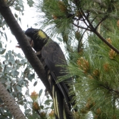 Zanda funerea (Yellow-tailed Black-Cockatoo) at Isaacs, ACT - 20 Sep 2016 by Mike