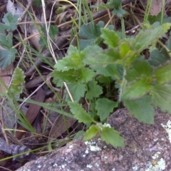 Veronica calycina (Hairy Speedwell) at Jerrabomberra, ACT - 20 Sep 2016 by Mike