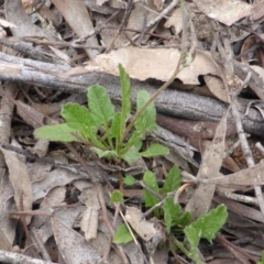 Convolvulus angustissimus subsp. angustissimus (Australian Bindweed) at Isaacs Ridge and Nearby - 20 Sep 2016 by Mike