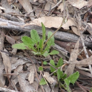 Convolvulus angustissimus subsp. angustissimus at Jerrabomberra, ACT - 20 Sep 2016 05:23 PM