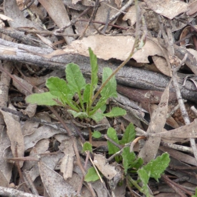 Convolvulus angustissimus subsp. angustissimus (Australian Bindweed) at Isaacs Ridge and Nearby - 20 Sep 2016 by Mike