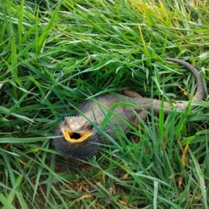 Pogona barbata at Gungahlin, ACT - 13 Sep 2016