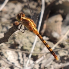 Diplacodes melanopsis (Black-faced Percher) at Bywong, NSW - 24 Oct 2015 by michaelb