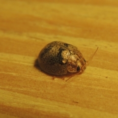 Paropsisterna laesa (Laesa leaf beetle) at Pollinator-friendly garden Conder - 19 Oct 2015 by michaelb