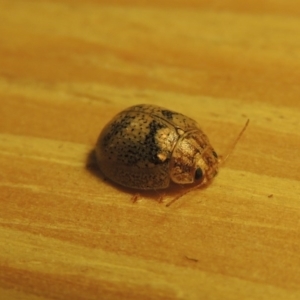 Paropsisterna laesa species complex at Conder, ACT - 19 Oct 2015 10:00 PM