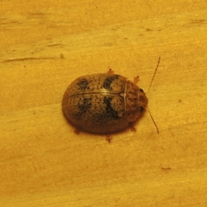 Paropsisterna laesa species complex at Conder, ACT - 19 Oct 2015 10:00 PM