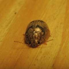 Paropsisterna laesa species complex at Conder, ACT - 19 Oct 2015 10:00 PM