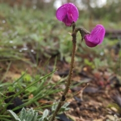 Swainsona sericea at Jerrabomberra, NSW - 22 Sep 2016